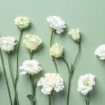 sauge blanche bienfaits utilisation et culture de cette plante sacree 1