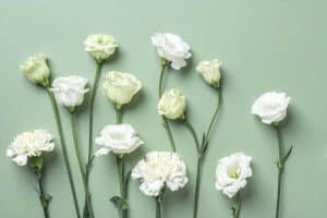 sauge blanche bienfaits utilisation et culture de cette plante sacree 1