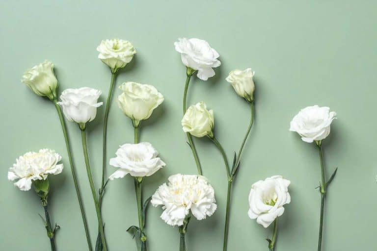 sauge blanche bienfaits utilisation et culture de cette plante sacree 1