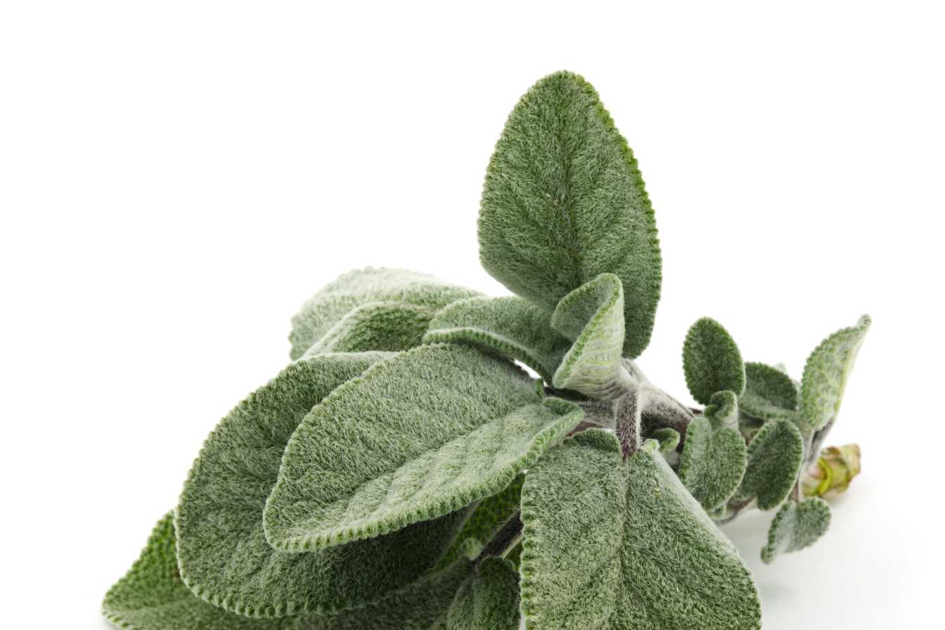 sauge-blanche-bienfaits-utilisation-et-culture-de-cette-plante-sacree-3